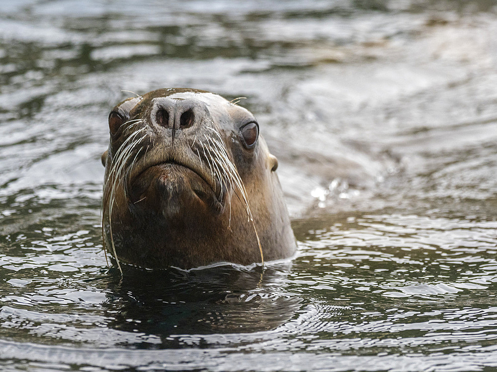 Adult South American sea lion (Otaria flavescens), swimming in Lapataya Bay, Tierra del Fuego, Argentina, South America