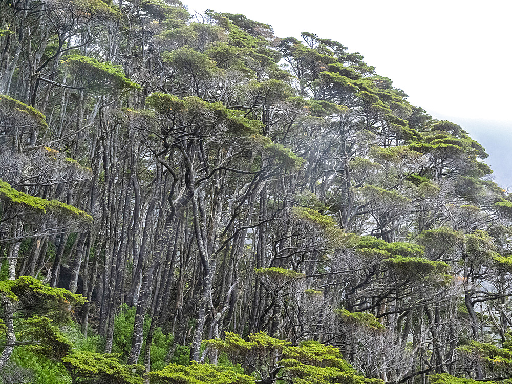 View of the Notofagus forest in Caleta Capitan Canepa, Isla Estado (Isla De Los Estados), Argentina, South America