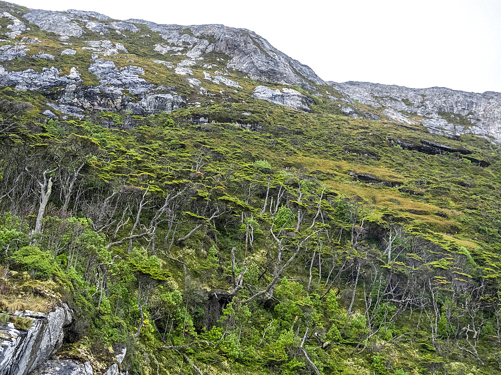 View of the Notofagus forest in Caleta Capitan Canepa, Isla Estado (Isla De Los Estados), Argentina, South America