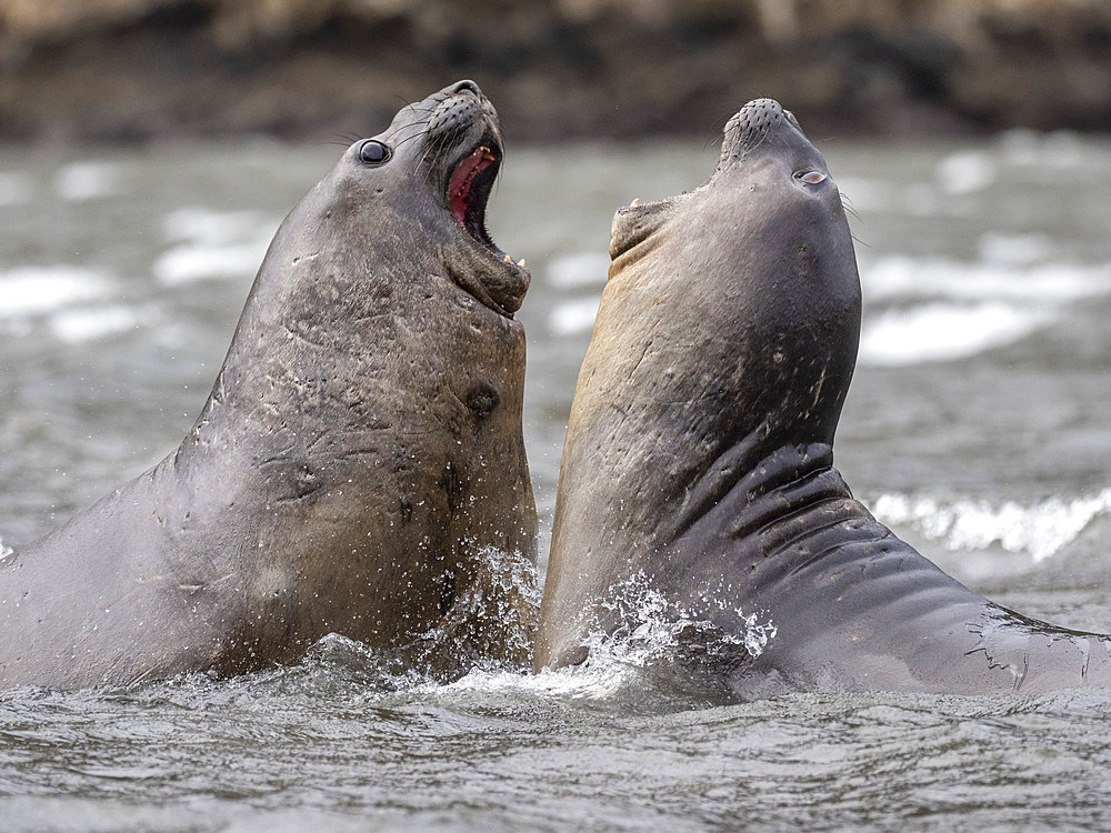 A pair of juvenile male southern elephant seals (Mirounga leonina), mock-fighting in Karukinka Natural Park, Chile, South America