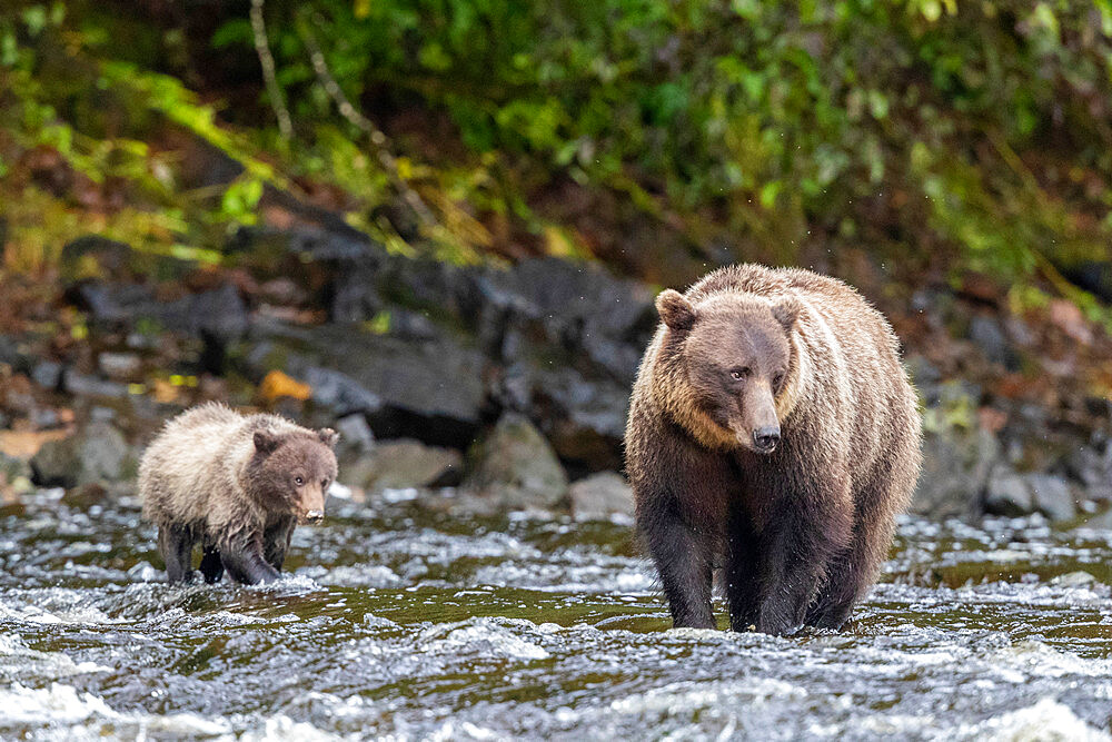 Mother and cub brown bear, Ursus arctos, along pink salmon stream on Chichagof Island, Alaska, USA.