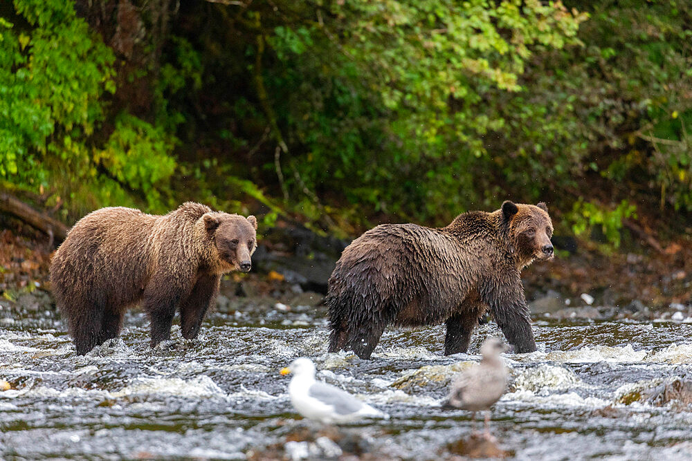 Sibling brown bears, Ursus arctos, along pink salmon stream on Chichagof Island, Alaska, USA.