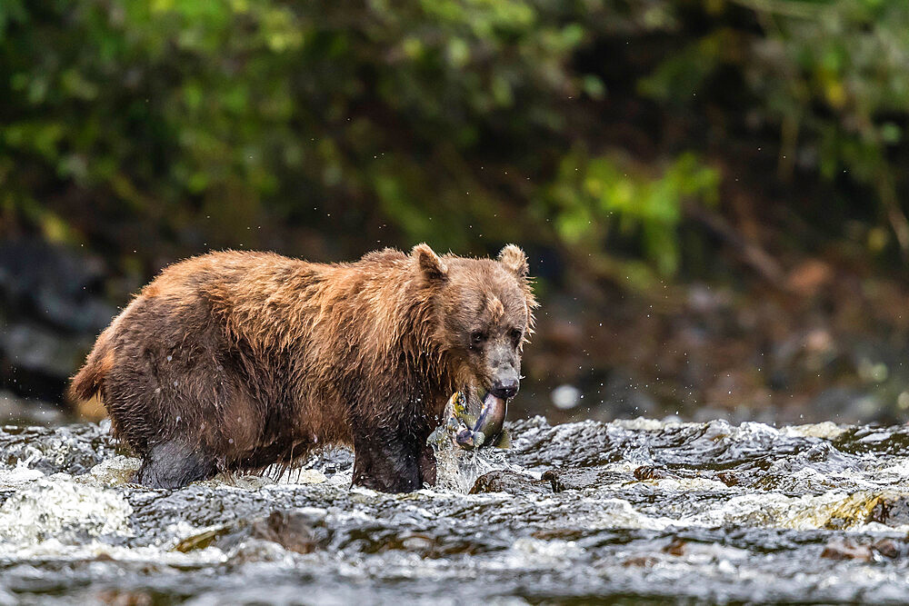 Adult brown bear, Ursus arctos, feeding on pink salmon in Pavlov Harbor on Chichagof Island, Alaska, USA.