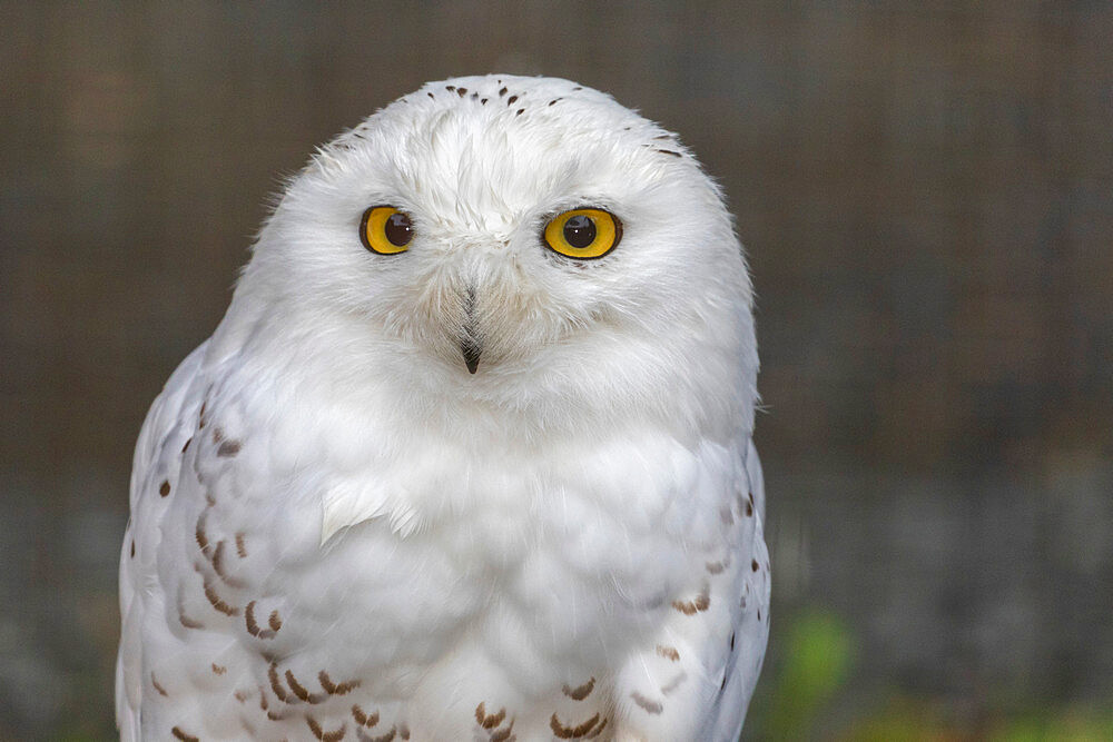 Adult captive snowy owl, Bubo scandiacus, Alaska Raptor Center in Sitka, Southeast Alaska, USA.