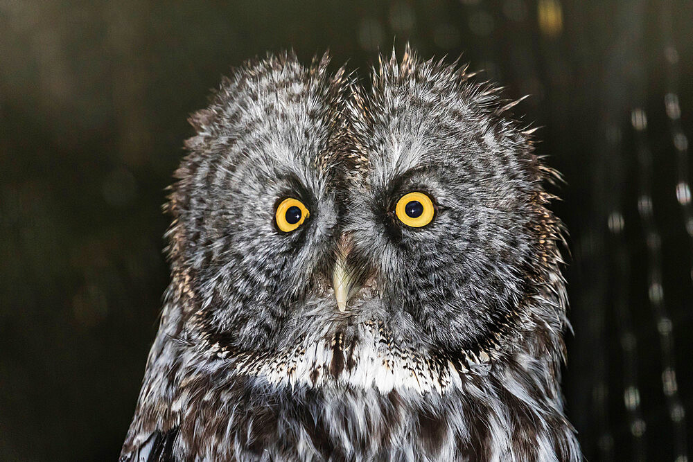 Adult captive great grey owl, Strix nebulosa, Alaska Raptor Center in Sitka, Southeast Alaska, USA.