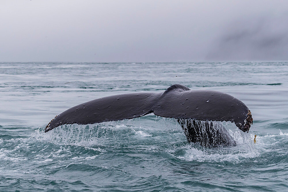 Adult humpback whale, Megaptera novaeangliae, flukes-up dive in the Inian Islands, Southeast Alaska, USA.