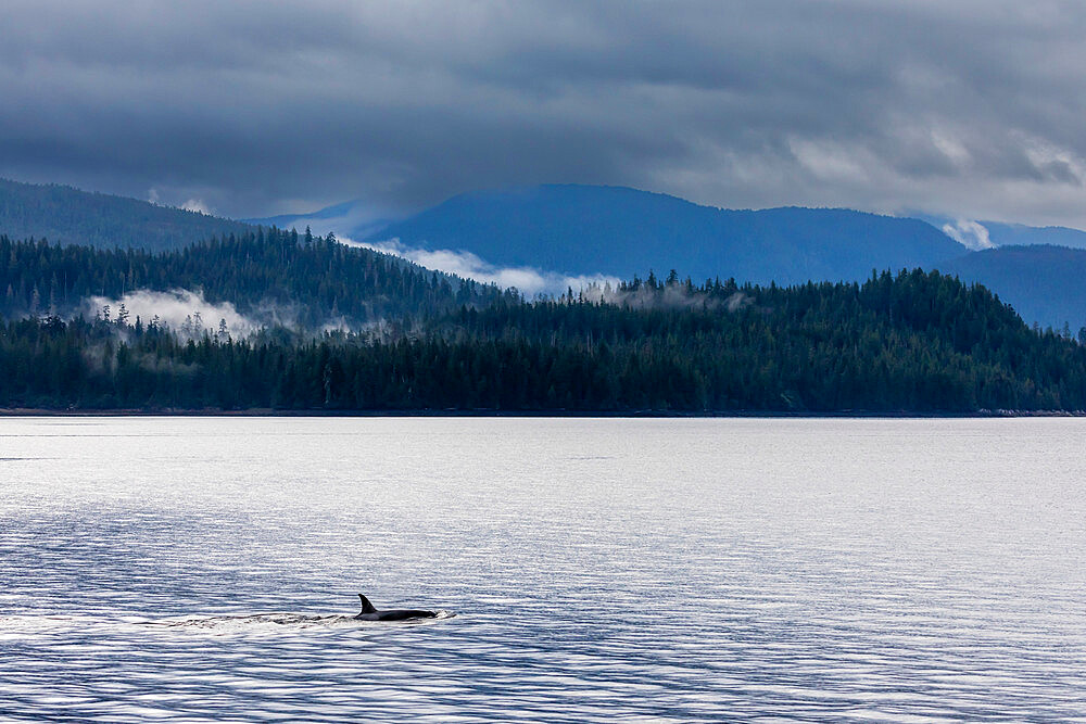 Killer whale, Orcinus orca, surfacing in Behm Canal, Southeast Alaska, United States of America.