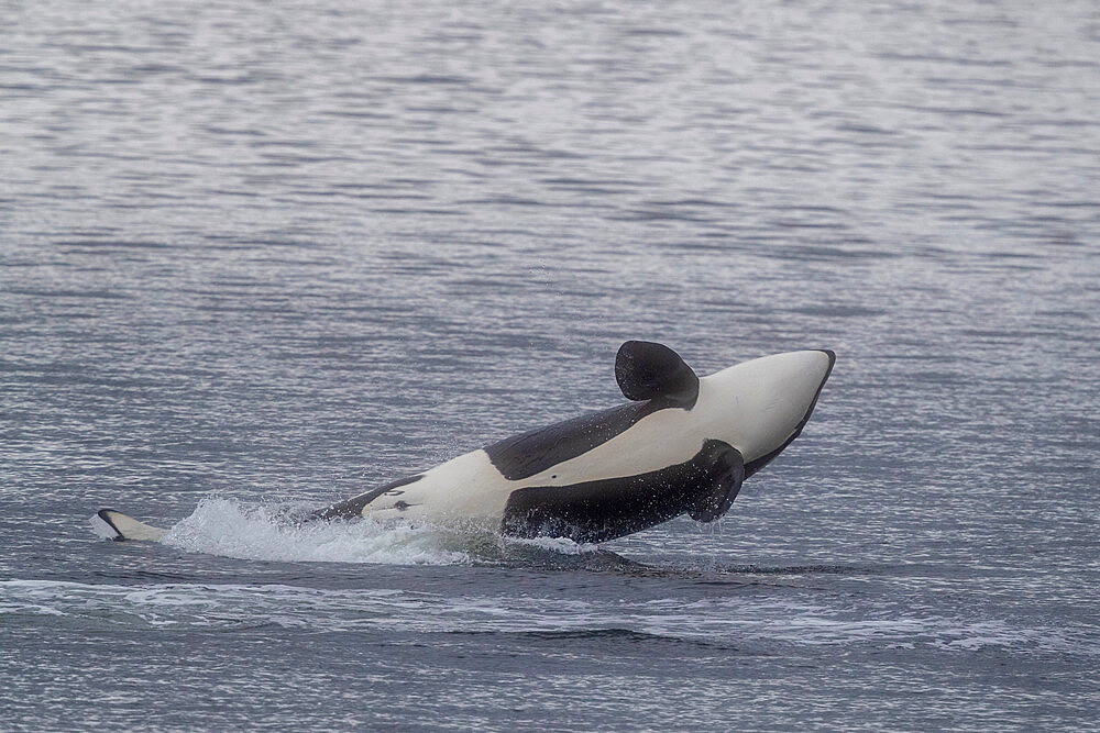 Juvenile female killer whale, Orcinus orca, breaching in Behm Canal, Southeast Alaska, United States of America.