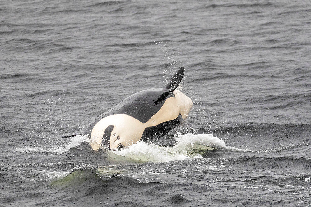 Adult female killer whale, Orcinus orca, breaching in Behm Canal, Southeast Alaska, United States of America.