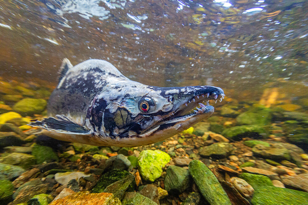 Adult pink salmon, Oncorhynchus gorbuscha, spawning in Fox Creek, Chichagof Island,, Southeast Alaska, USA.