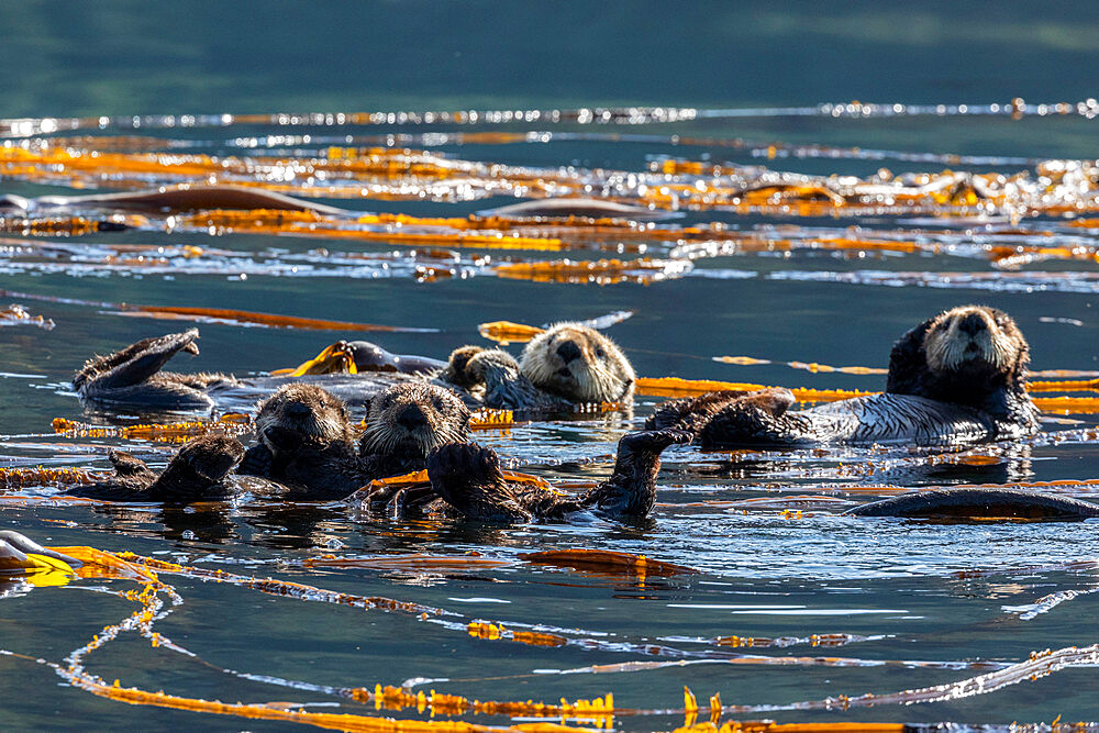 A group of sea otters, Enhydra lutris, rafting in the kelp in the Inian Islands, Southeast Alaska, USA.