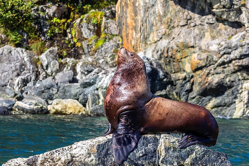 Steller sea lion, Eumetopias jubatus, hauled out on the flood tide in the Inian Islands in southeast Alaska, USA.