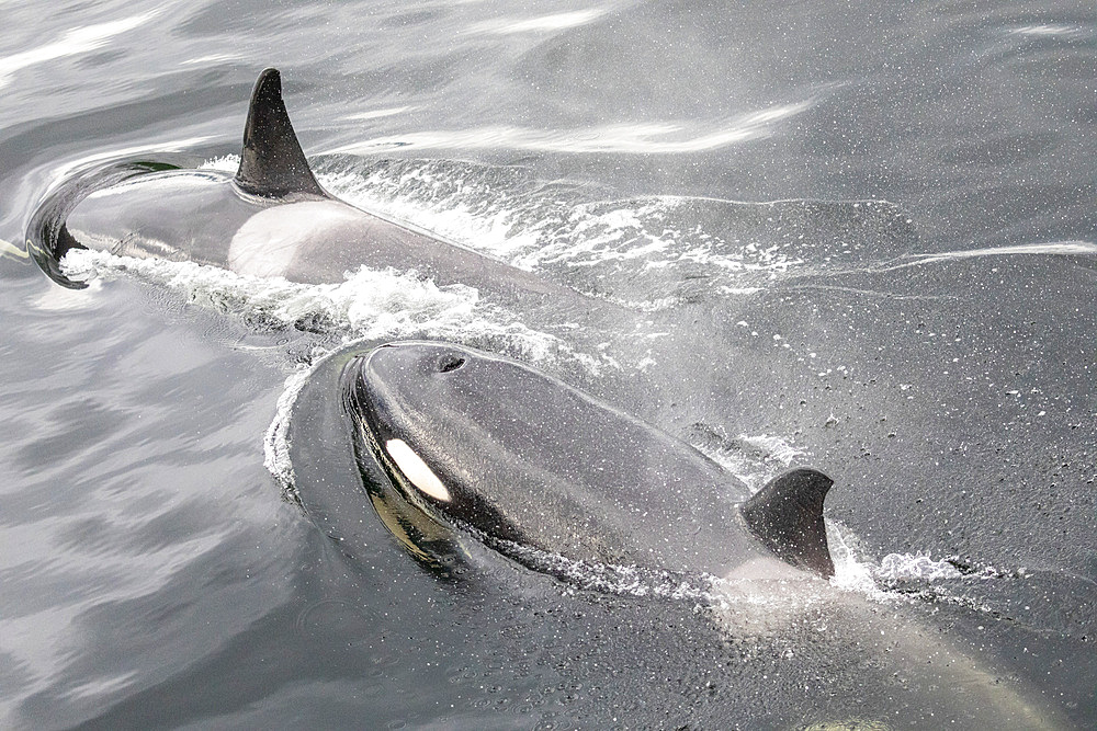 A small killer whale pod, Orcinus orca, surfacing in Behm Canal, Southeast Alaska, United States of America.