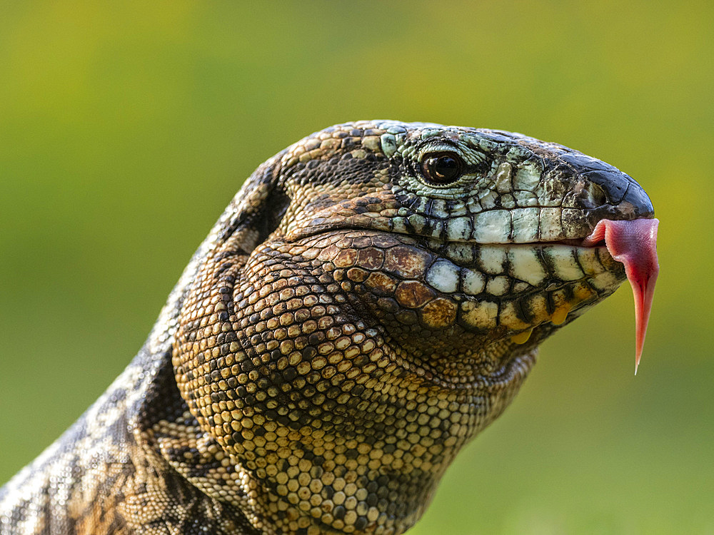 An adult Argentine black and white tegu, Salvator merianae, Iguazú Falls, Misiones Province, Argentina.