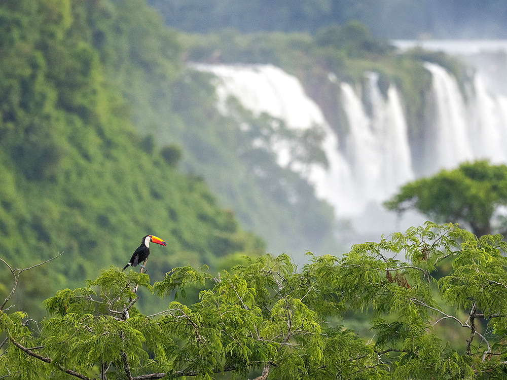 An adult toco toucan, Ramphastos toco, perched on a tree limb, Iguazú Falls, Misiones Province, Argentina.