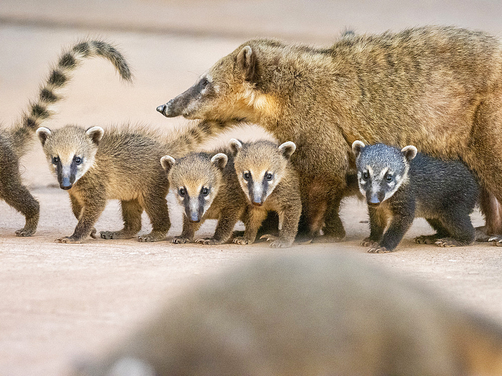 Young South American coatis, Nasua nasua, following mom at Iguazú Falls, Misiones Province, Argentina.