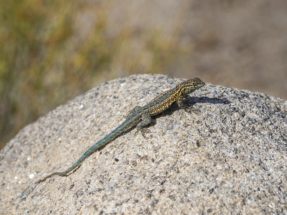 An adult common side-blotched lizard, Uta stansburiana, in Joshua Tree National Park, California, USA.