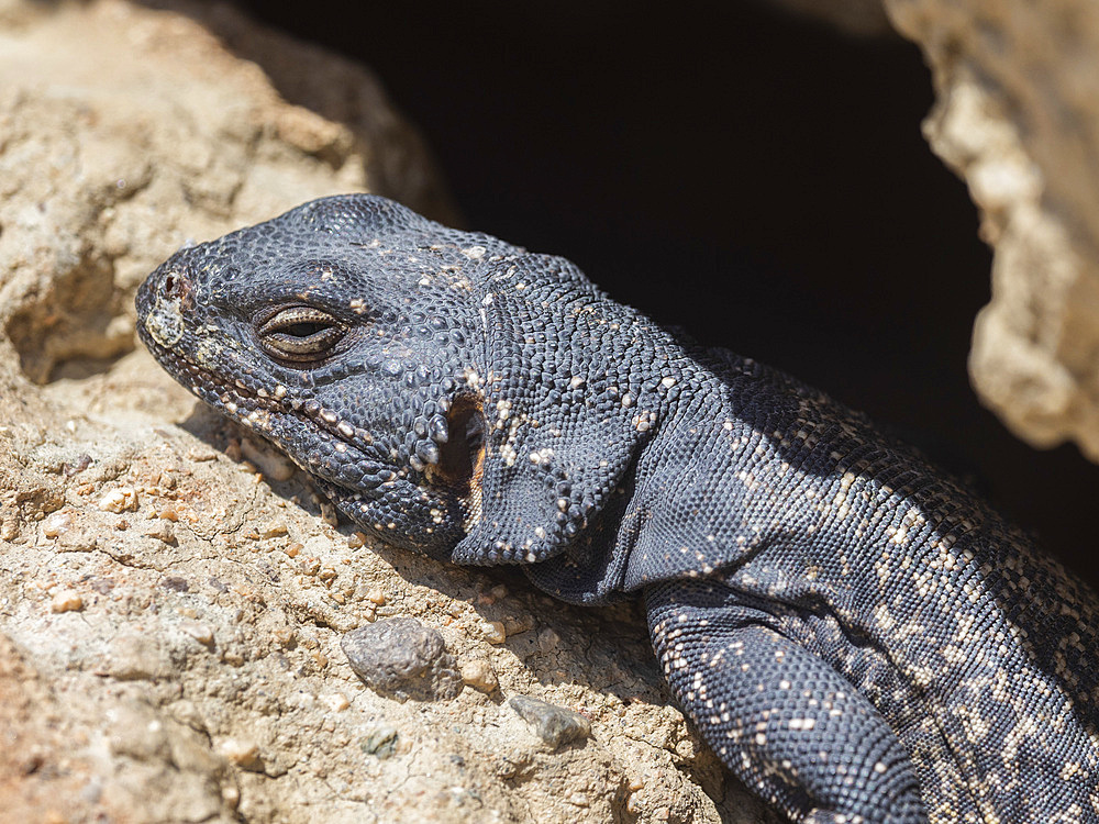 Common chuckwalla, Sauromalus ater, basking in the sun in Red Rock Canyon State Park, California, USA.