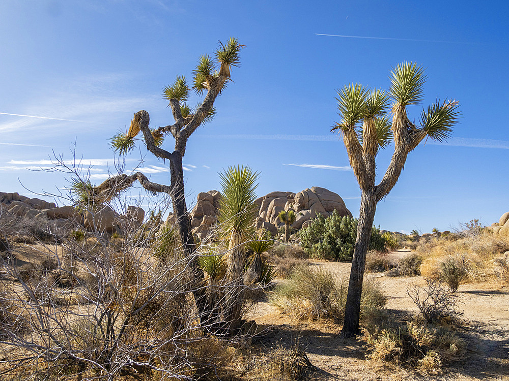 Joshua trees, Yucca brevifolia, amongst weathered rocks in Joshua Tree National Park, California, USA.