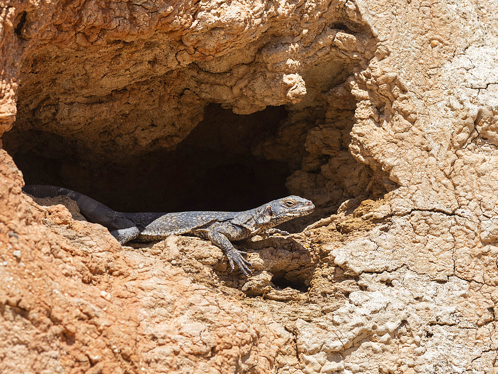 Common chuckwalla, Sauromalus ater, basking in the sun in Red Rock Canyon State Park, California, USA.