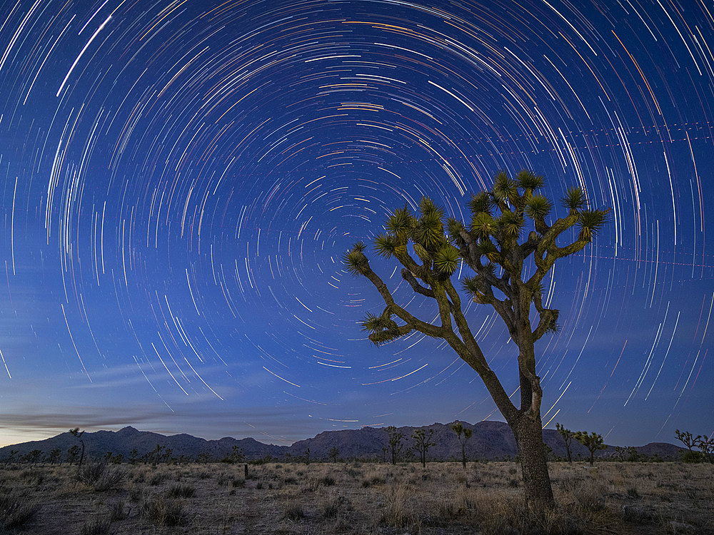 Joshua trees, Yucca brevifolia, under star trails in Joshua Tree National Park, California, USA.