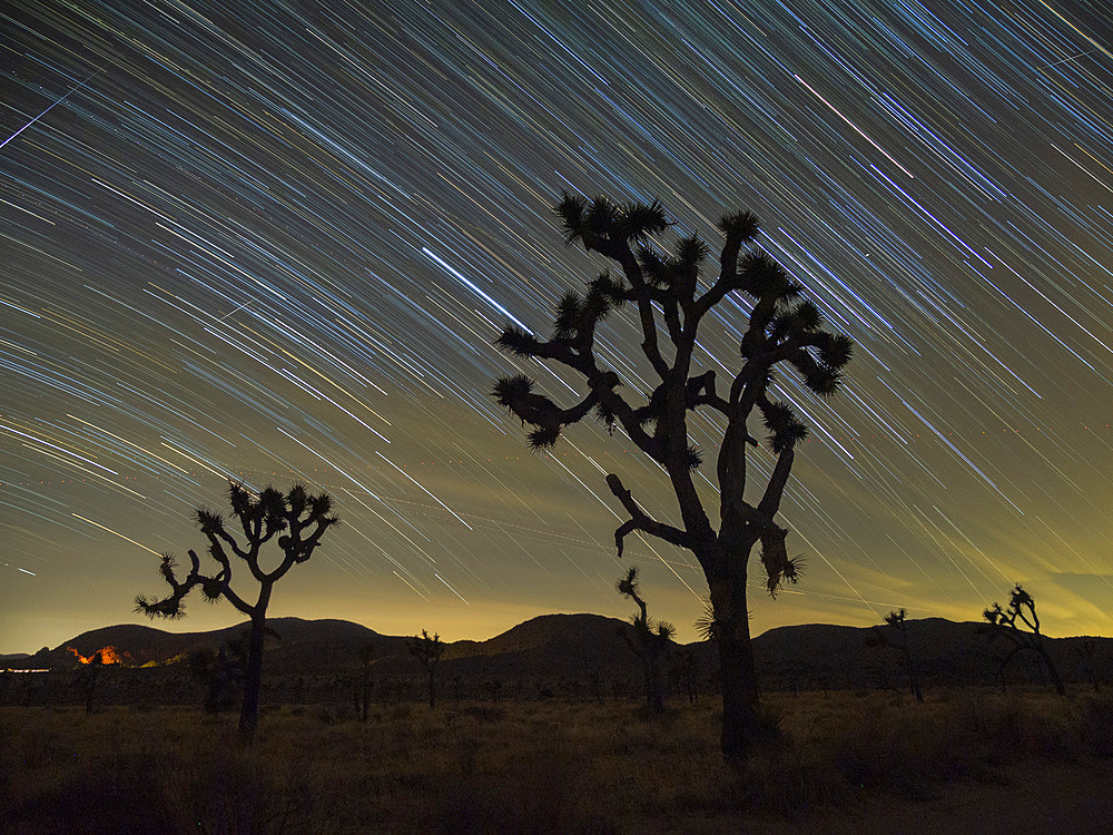 Joshua trees, Yucca brevifolia, under star trails in Joshua Tree National Park, California, USA.