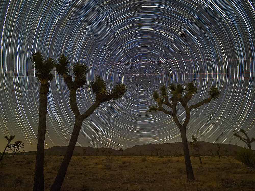 Joshua trees, Yucca brevifolia, under star trails in Joshua Tree National Park, California, USA.