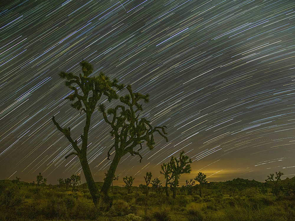 Joshua trees, Yucca brevifolia, under star trails in Joshua Tree National Park, California, USA.