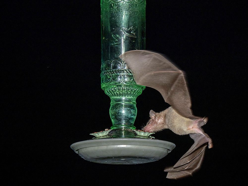 Adult Mexican long-nosed bat (Leptonycteris yerbabuenae), at a feeder at night, Westward Look Resort, Tucson, Arizona, United States of America, North America