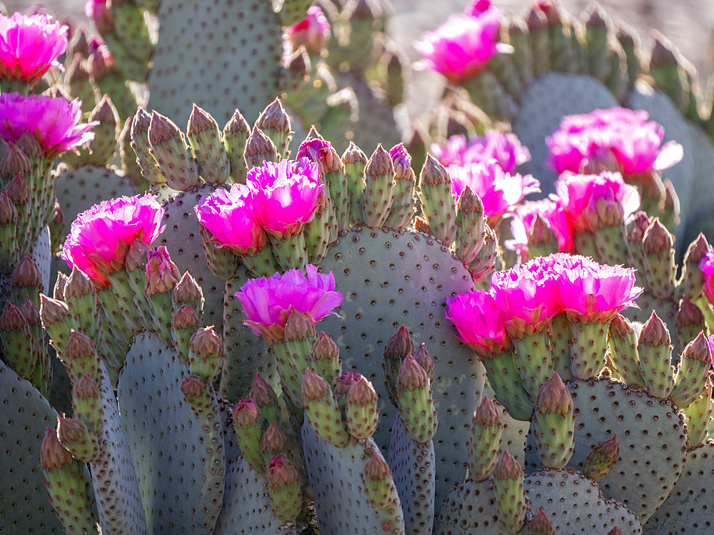 A beavertail pkicklypear cactus (Opuntia basilaris), in bloom at Thong Chul, Tucson, Arizona, United States of America, North America