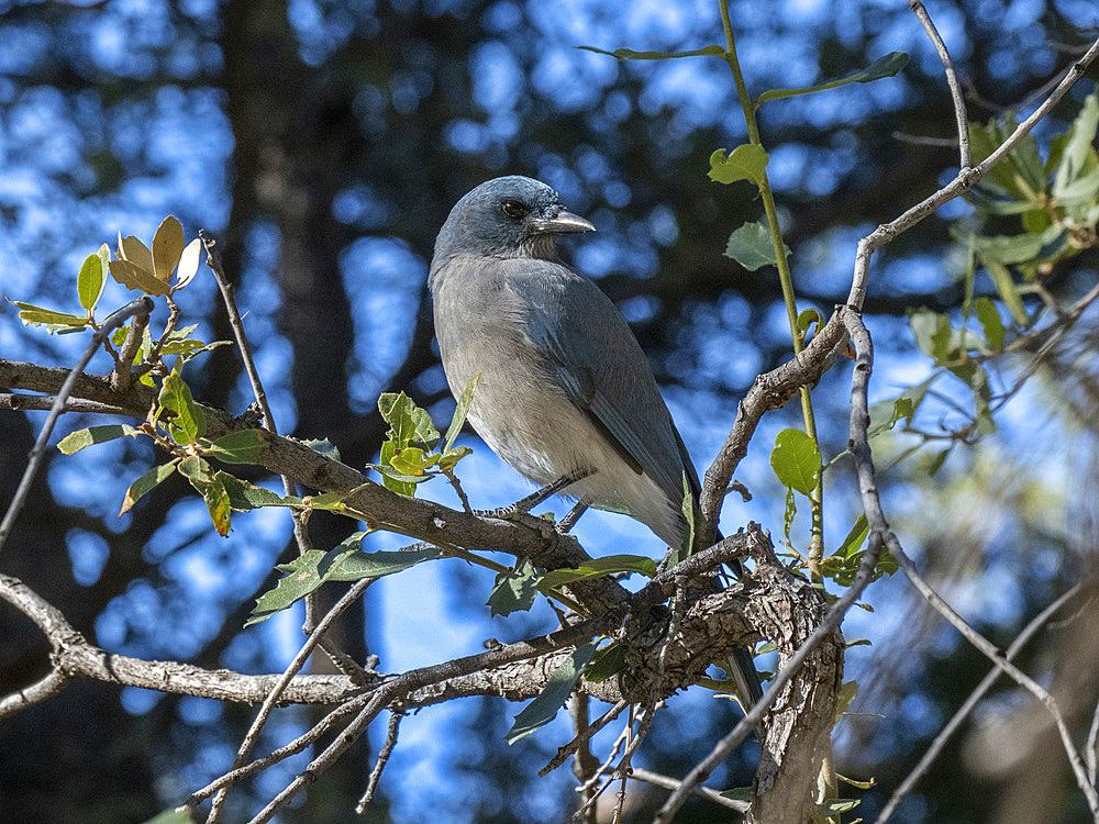 A Mexican jay (Aphelocoma wollweberi), in a tree in the Chiricahua National Monument, Arizona, United States of America, North America