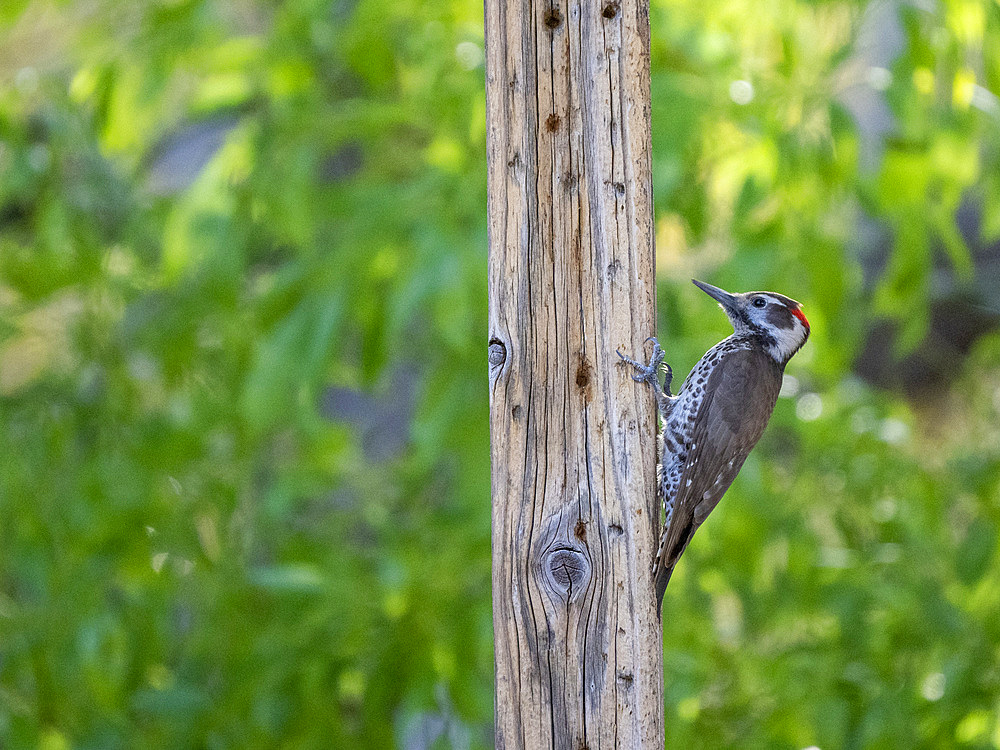 An juvenile acorn woodpecker (Melanerpes formicivorous), Madera Canyon, southern Arizona, Arizona, United States of America, North America