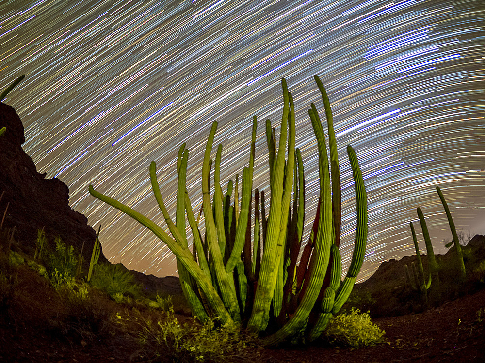 Organ pipe cactus (Stenocereus thurberi) at night in Organ Pipe Cactus National Monument, Sonoran Desert, Arizona, United States of America, North America