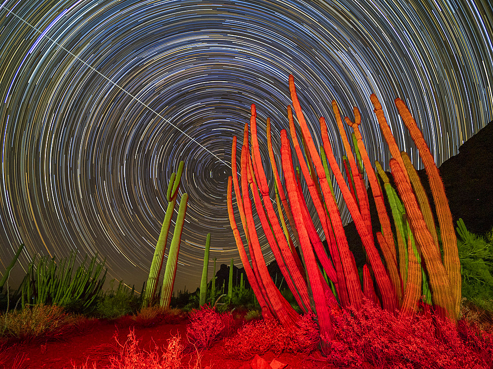 Organ pipe cactus (Stenocereus thurberi) at night in Organ Pipe Cactus National Monument, Sonoran Desert, Arizona, United States of America, North America