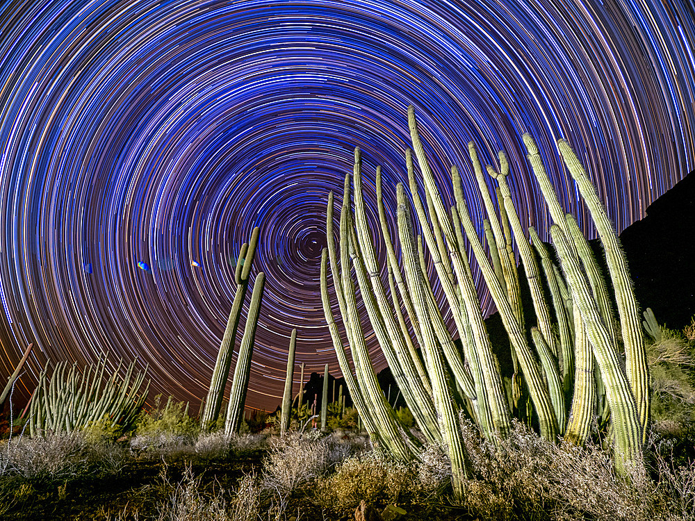 Organ pipe cactus (Stenocereus thurberi), at night in Organ Pipe Cactus National Monument, Sonoran Desert, Arizona, United States of America, North America