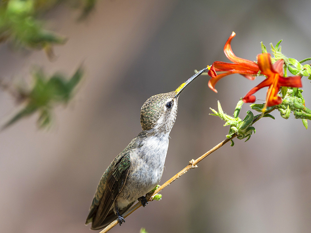 An adult female Costa's hummingbird (Calypte costae) feeding in Madera Canyon, southern Arizona, Arizona, United States of America, North America