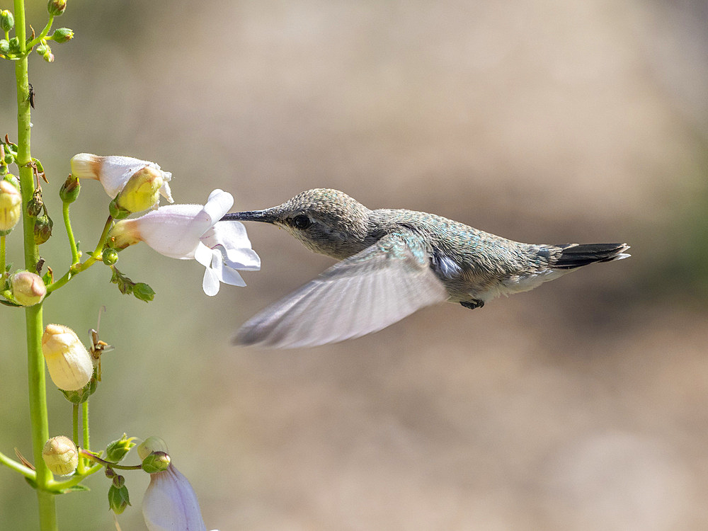 An adult female Costa's hummingbird (Calypte costae) feeding in Madera Canyon, southern Arizona, Arizona, United States of America, North America