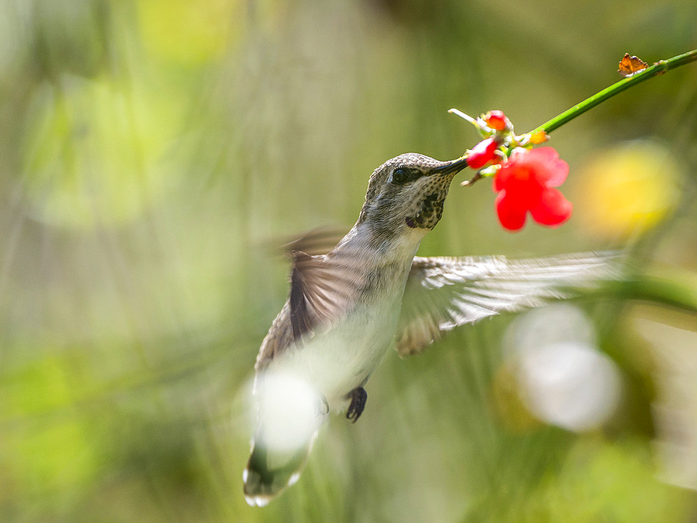 An adult female Costa's hummingbird (Calypte costae) feeding in Madera Canyon, southern Arizona, Arizona, United States of America, North America