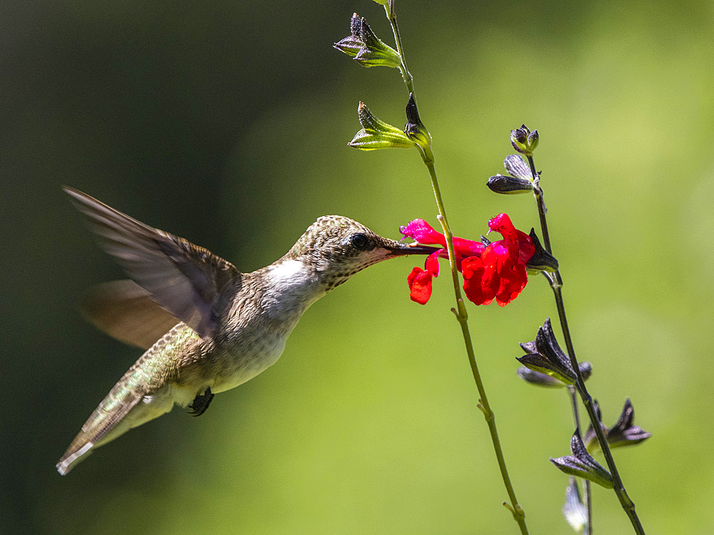 An adult female black-chinned hummingbird (Arcgilochus alexandri), Madera Canyon, southern Arizona, Arizona, United States of America, North America