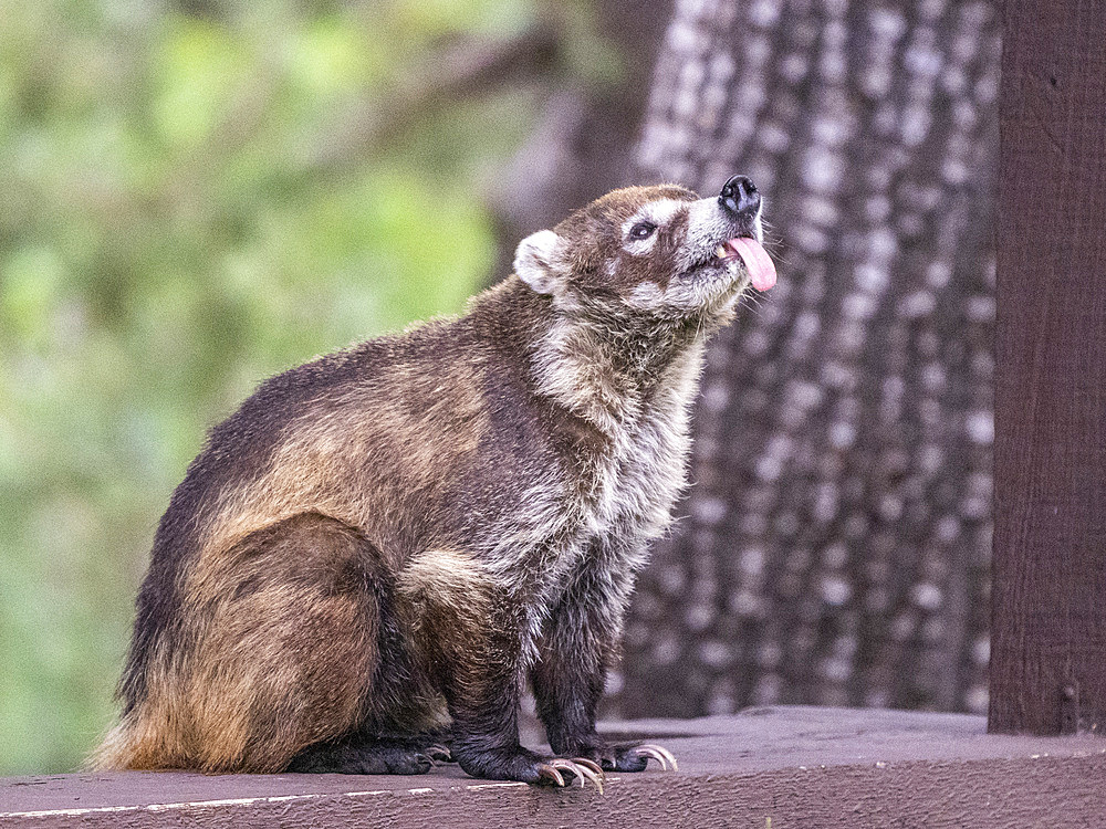 An adult white-nosed coati (Nasua narica), at the Santa Rita Lodge in Madera Canyon, southern Arizona, Arizona, United States of America, North America