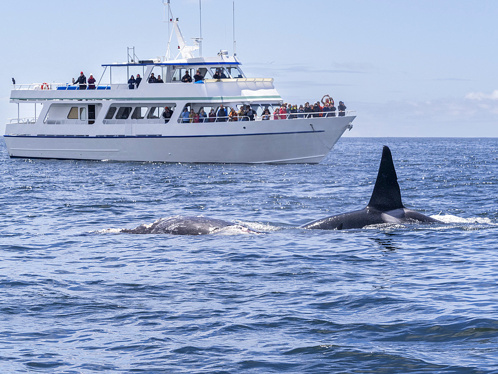 A pod of transient killer whales (Orcinus orca), feeding on a gray whale calf carcass in Monterey Bay Marine Sanctuary, California, United States of America, North America