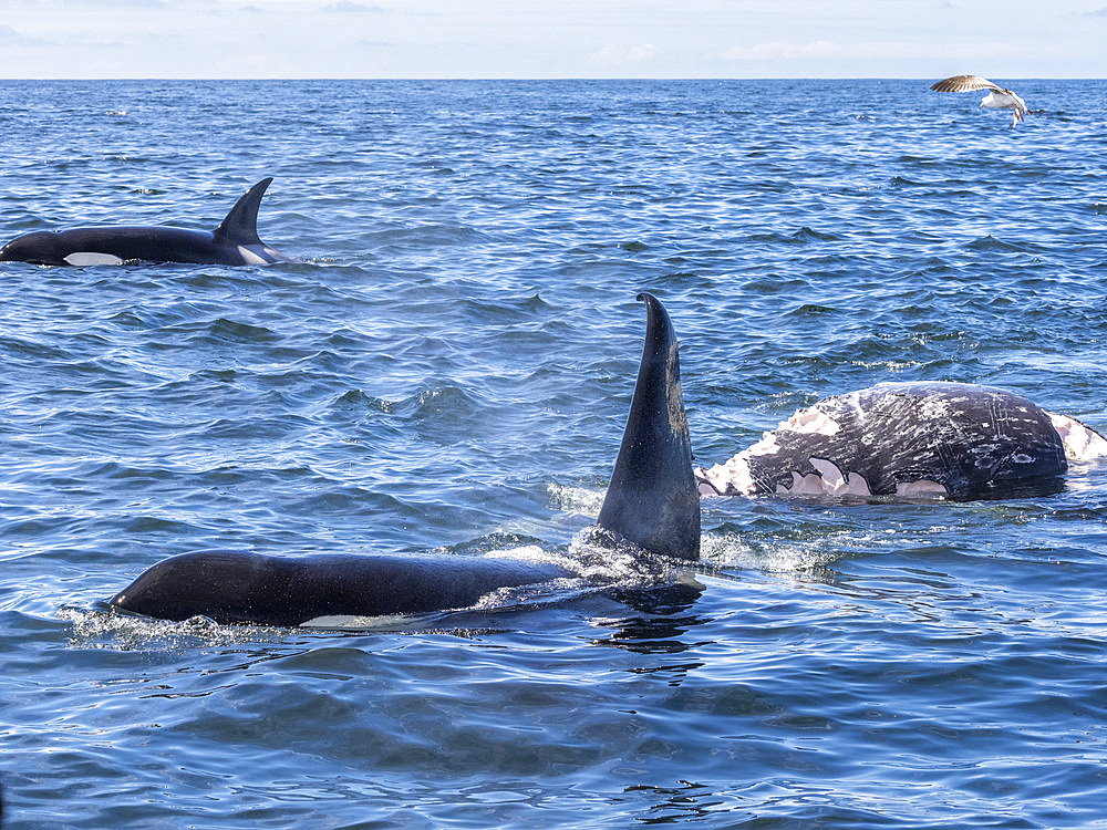 A pod of transient killer whales (Orcinus orca), feeding on a gray whale calf carcass in Monterey Bay Marine Sanctuary, California, United States of America, North America