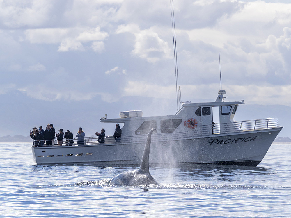 A pod of transient killer whales (Orcinus orca), near a whale watching boat in Monterey Bay Marine Sanctuary, California, United States of America, North America