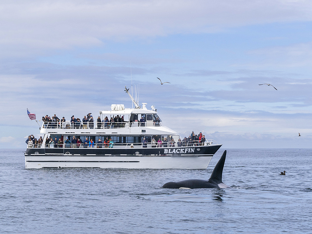 A pod of transient killer whales (Orcinus orca), near a whale watching boat in Monterey Bay Marine Sanctuary, California, United States of America, North America