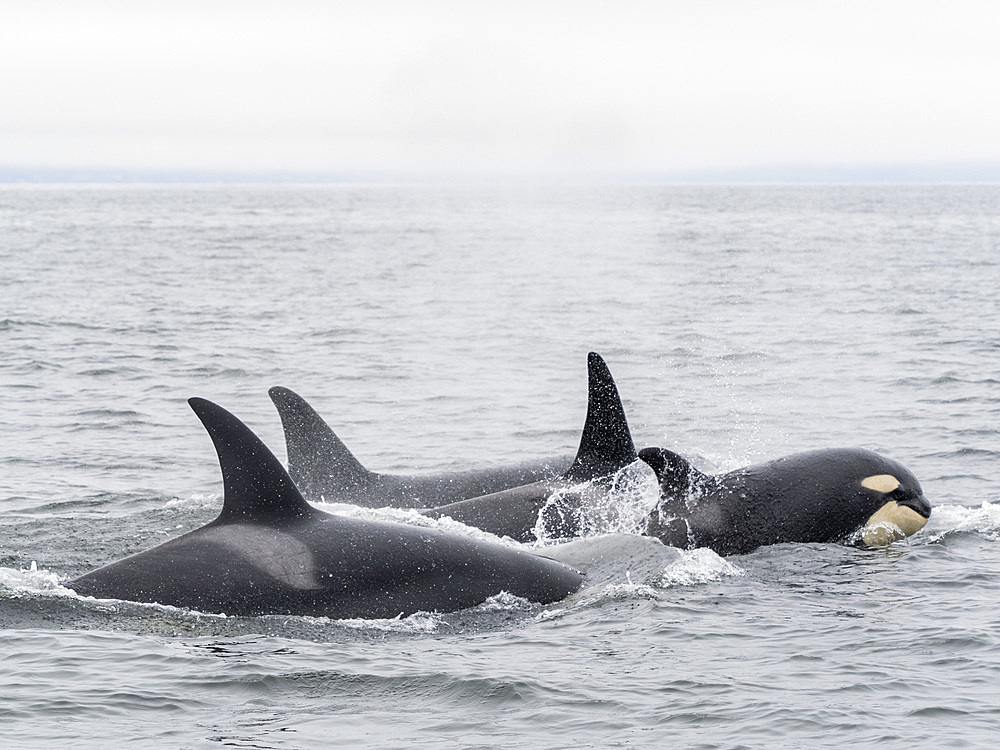 Transient killer whales (Orcinus orca), surfacing in Monterey Bay Marine Sanctuary, Monterey, California, United States of America, North America