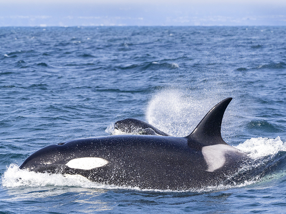 Transient killer whales (Orcinus orca), surfacing in Monterey Bay Marine Sanctuary, Monterey, California, United States of America, North America