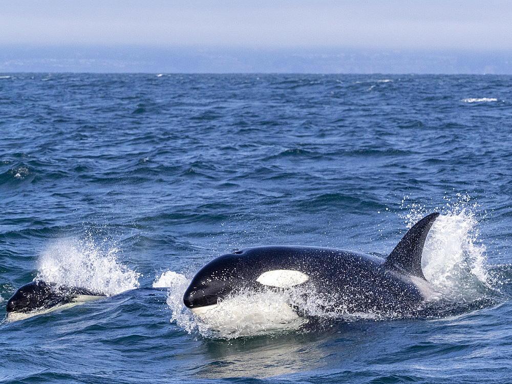 Transient killer whales (Orcinus orca), surfacing in Monterey Bay Marine Sanctuary, Monterey, California, United States of America, North America