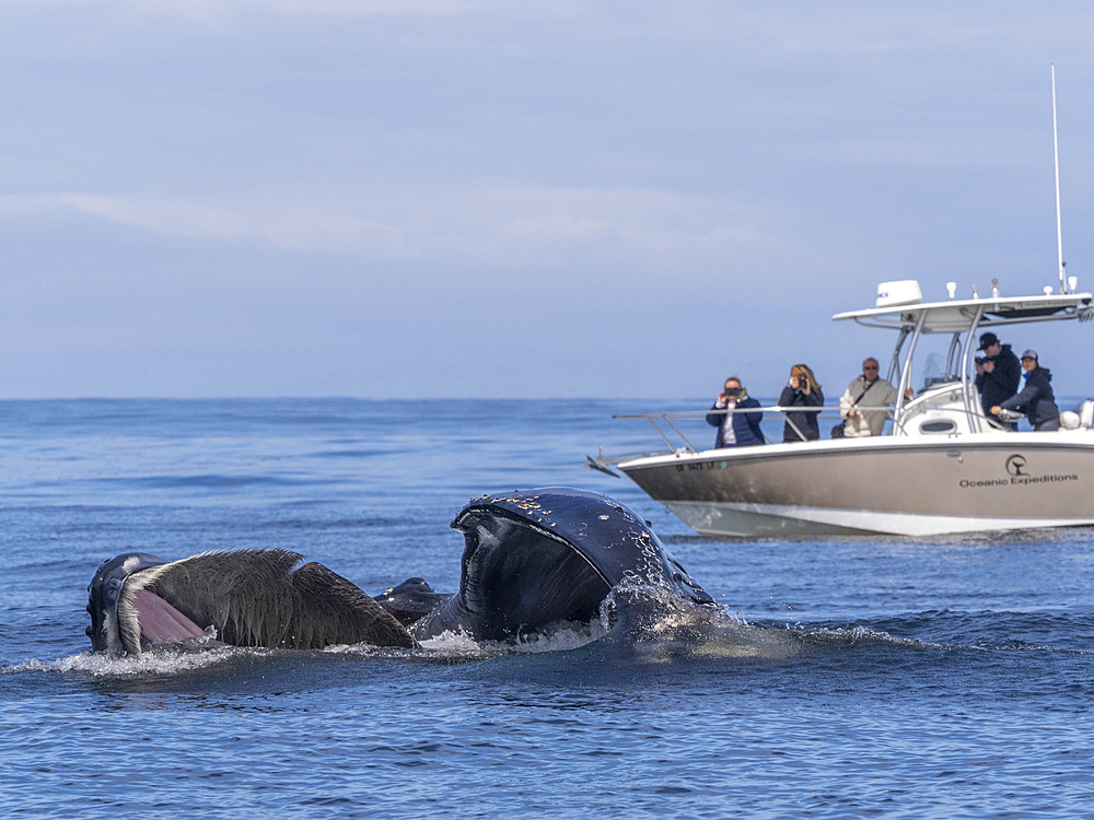 An adult humpback whale (Megaptera novaeangliae), surface lunge feeding in Monterey Bay Marine Sanctuary, California, United States of America, North America