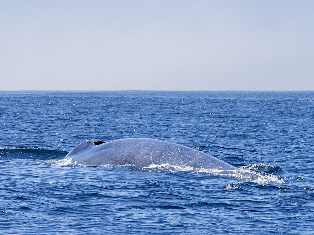 Adult blue whale (Balaenoptera musculus), surfacing in Monterey Bay Marine Sanctuary, California, United States of America, North America