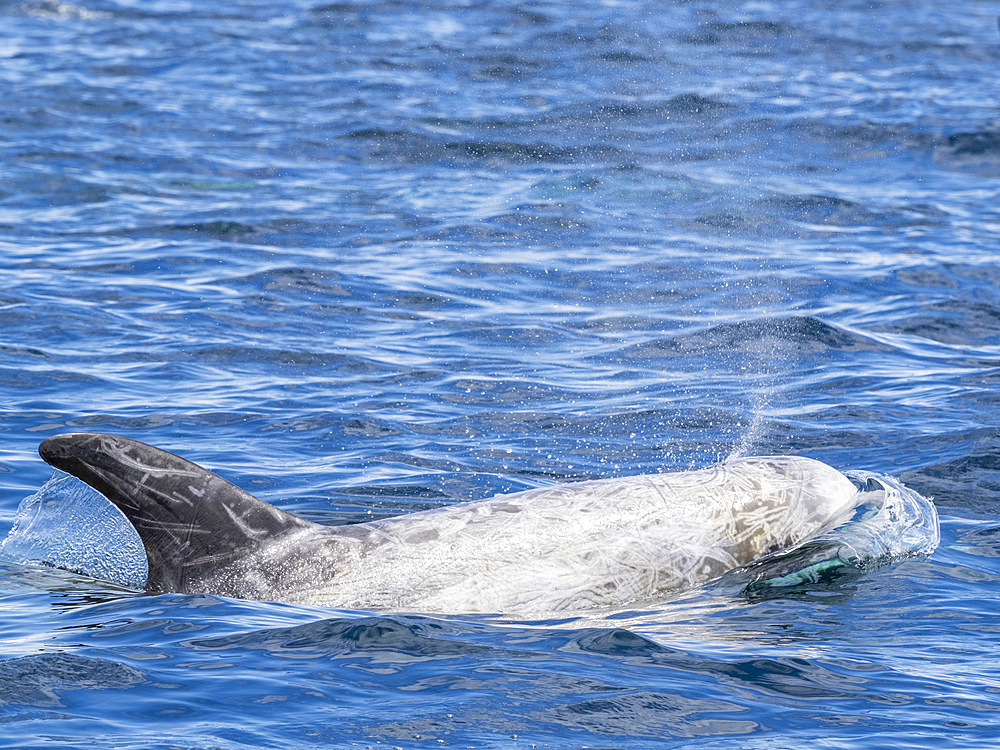 Adult Risso's dolphins (Grampus griseus), surfacing near shore in Monterey Bay Marine Sanctuary, California, United States of America, North America